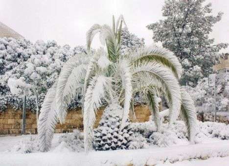 В Сочи попросили горожан помочь очистить пальмы от снега