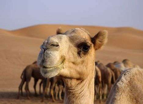 В разработке лекарства от рака помогут верблюды