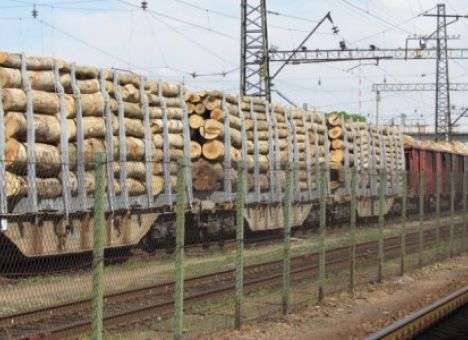 Бальчун «крышует» контрабандный вывоз украинского леса за рубеж