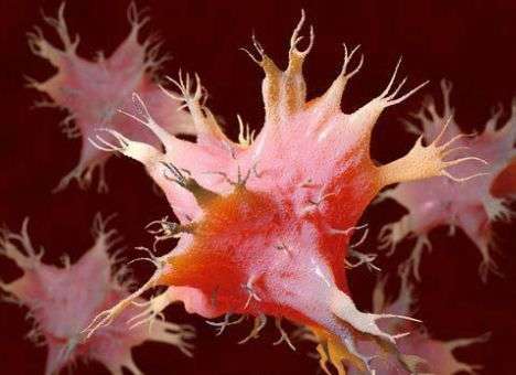 Медики назвали главных «стражей» иммунитета