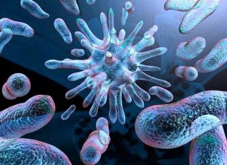 Медики нашли бактерии, лечащие рак