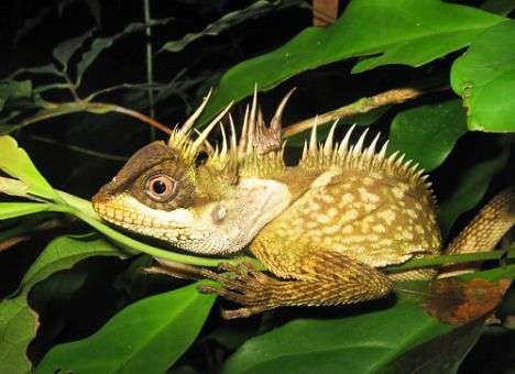 В Юго-Восточной Азии обнаружили десятки новых видов животных