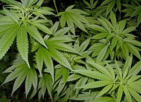 В Грузии теперь не будут сажать в тюрьму за употребление марихуаны в малых дозах