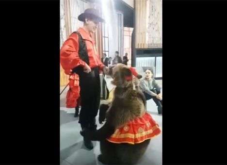 На съемках передачи на российском Первом канале медведица набросилась на девушку (видео)
