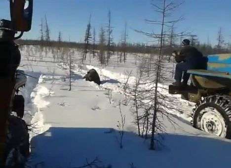 В Якутии вахтовики на УРАЛе специально задавили медведя (видео)