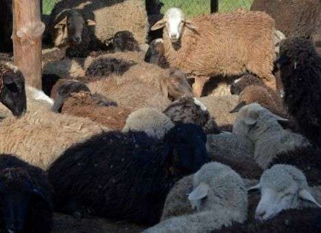 Турецкие полицейские устроили погоню за баранами