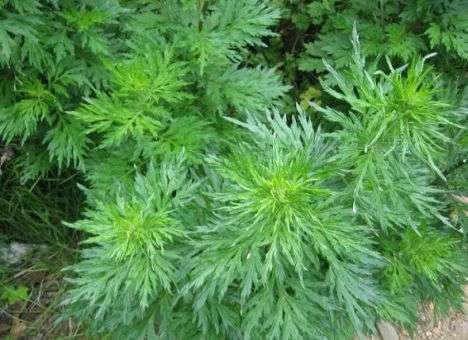 Ученые нашли растение, которое вылечит туберкулез