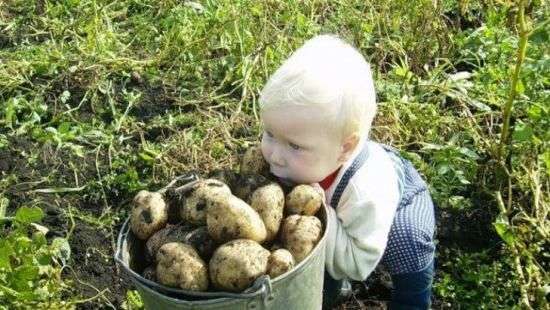 Украина вошла в топ-5 по выращиванию картошки