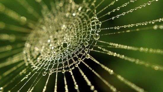 Медики создали новое лекарство с помощью паука