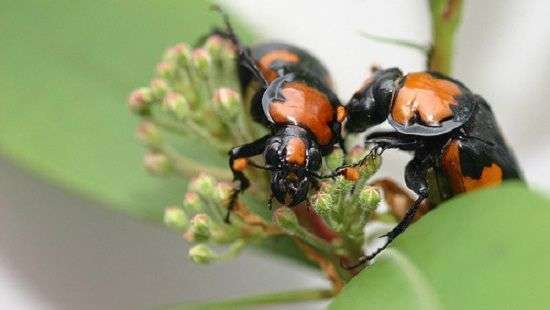Как регулярный секс влияет на размер и форму полового органа, сообщили специалисты