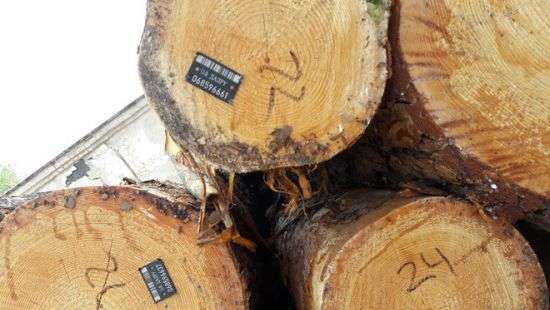 Из Украины пытались вывезти 56 вагонов ценной древесины