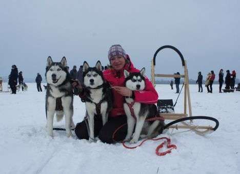 Winter Dog Fest: Под Харьковом проведут гонки на собачьих упряжках