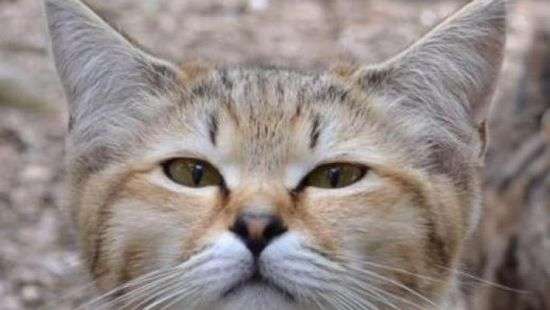 Англичане вывели новую породу кошек (фото)