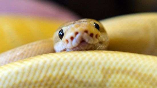 Авиакомпания отменила рейс из-за змеи в самолете