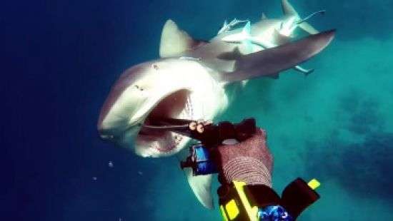 В сети появилось видео как дайвер отбился от акулы