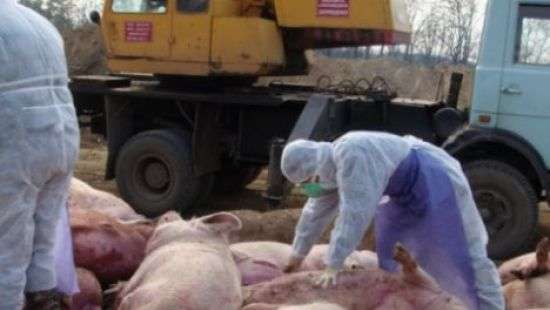 Украина может остаться без свинины из-за вспышки африканской чумы