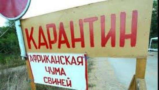 В четырех областях Украины зафиксированы вспышки африканской чумы свиней