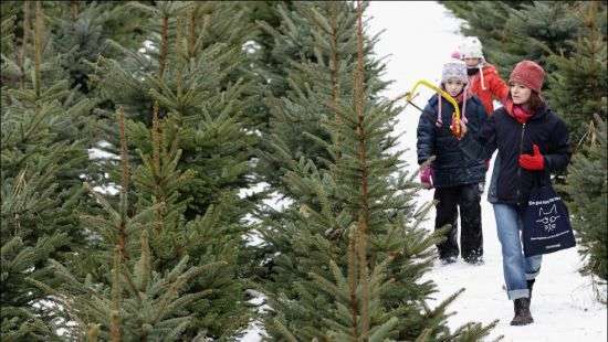Депутаты озаботились судьбой ёлок