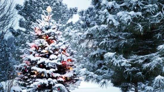 В Украине подсчитали сколько елок купили  для встречи 2017 года