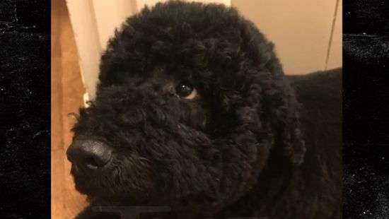 Собака Обамы покусала гостью Белого дома