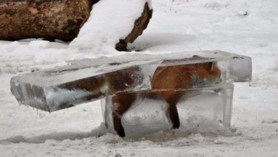 В Германии лиса вмерзла в лед (фото)