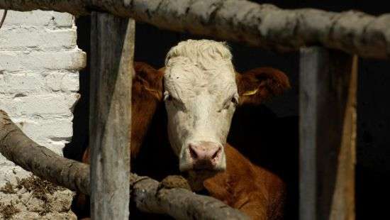 В Украине продолжают вырезать скот и птицу