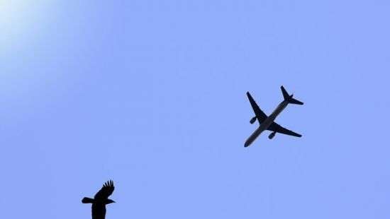 В Нью-Йорке убили 70 тысяч птиц для безопасных полетов