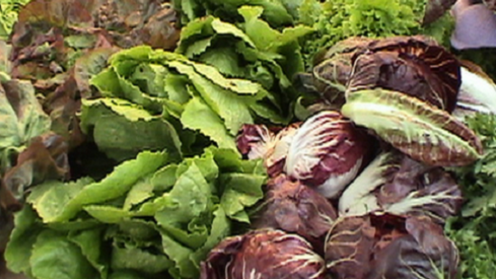 Назван продукт – эффективное средство от старческого слабоумия