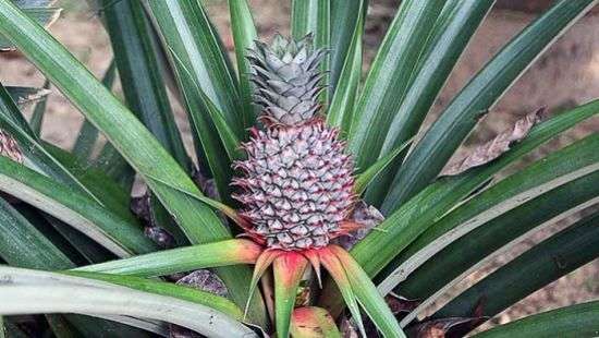 Ученые назвали фрукт, который способен вылечить ожоги