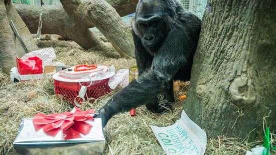 Отметившая 60-летие горилла умерла в зоопарке США