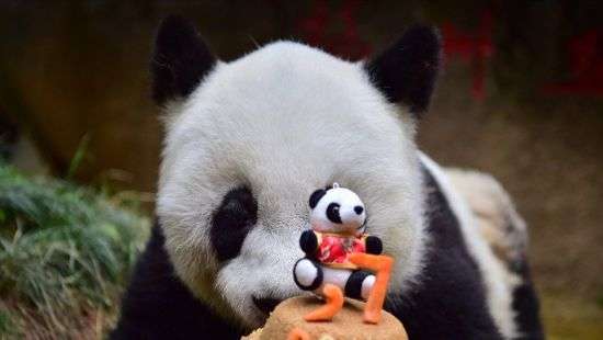 Старейшей в мире панде исполнилось 37 лет (фото)