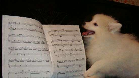 Интернет покорил хит Queen из собачьего лая (видео)