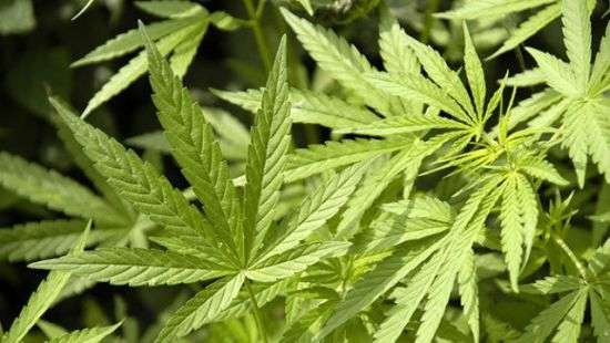 В ФРГ разрешат выращивать коноплю