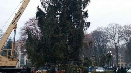 Главную елку Закарпатья утилизируют с пользой