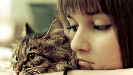 Осторожно кошки! Развитие, какой болезни они могу спровоцировать, рассказали врачи