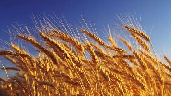 Минагропрод заявил, что Украина сможет накормить полмиллиарда человек