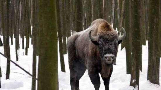 Иностранцев зазывают в Украину на сафари