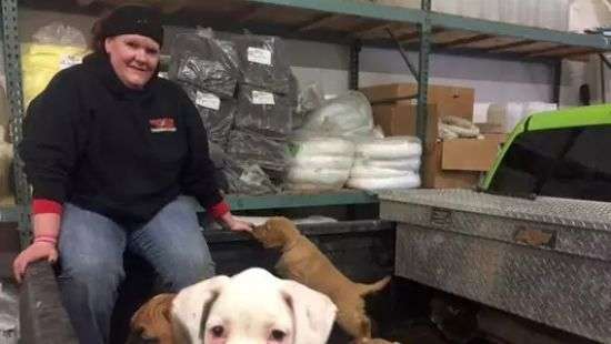 В США перевернулся фургон, который перевозил 103 щенка (ФОТО/ВИДЕО)