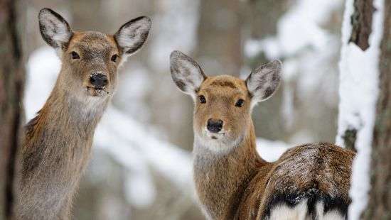 В Украине ужесточат наказание для браконьеров