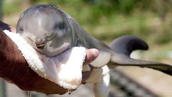 В Аргентине туристы до смерти замучили маленького дельфина ради фото (ВИДЕО)