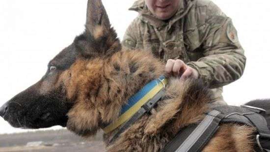 Права и обязанности служебных собак регламентировали