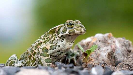 В лечении рака и ВИЧ людям помогут жабы