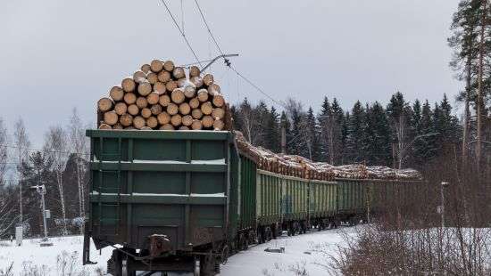 СБУ пресекла очередной канал переправки древесины в Европу