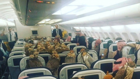 Принц Саудовской Аравии катал соколов по США на самолете