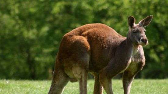 Во время гонки кенгуру прыгнул на велосипедиста (ВИДЕО)