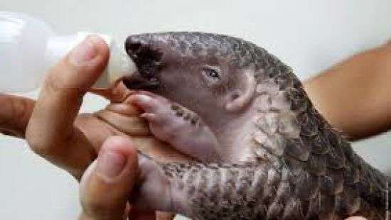 В Таиланде изъяли панцири от шести тысяч ящеров