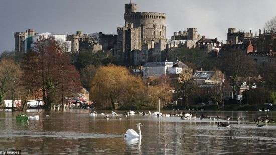 Неизвестные расстреляли лебедей Елизаветы II (фото)
