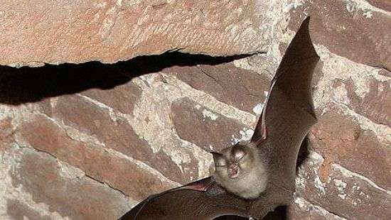 Ученые создали робота-летучую мышь (ВИДЕО)