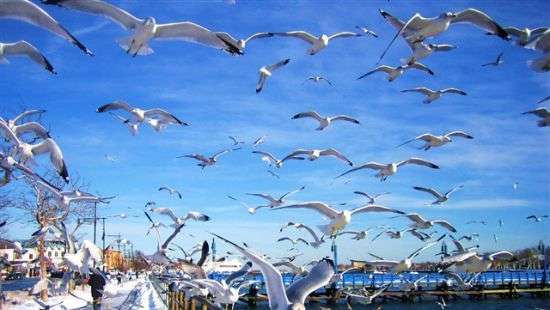 В Риге начат сбор подписей за избавление от чаек (фото)