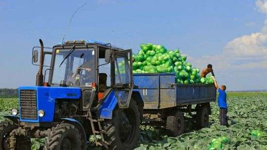 В Украине сворачивают деятельность агрофирмы